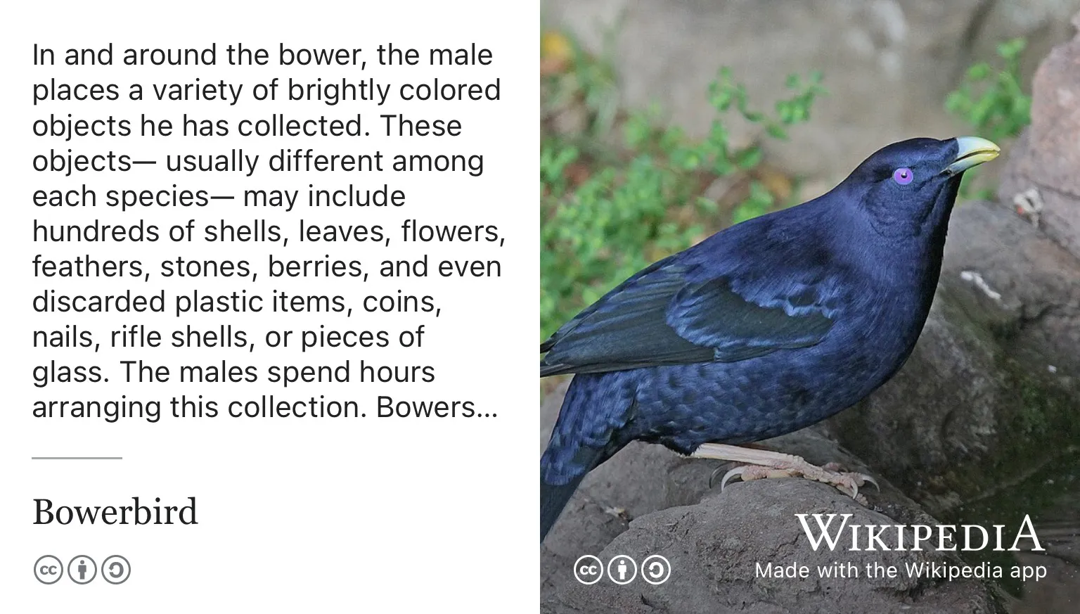 Wikipedia app screenshot of the article “Bowerbird”, describing how males decorate their bowers with hundreds of collected objects, beside a photo of a glossy blue-black satin bowerbird.